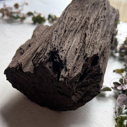 Permineralized Wood from Germany