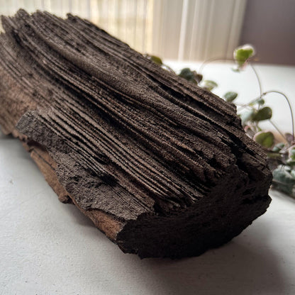Permineralized Wood from Germany