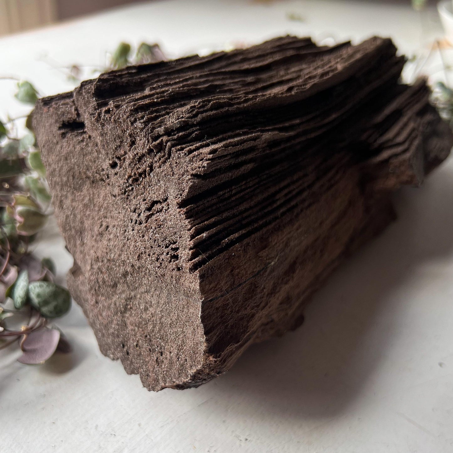 Permineralized Wood from Germany