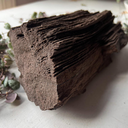 Permineralized Wood from Germany
