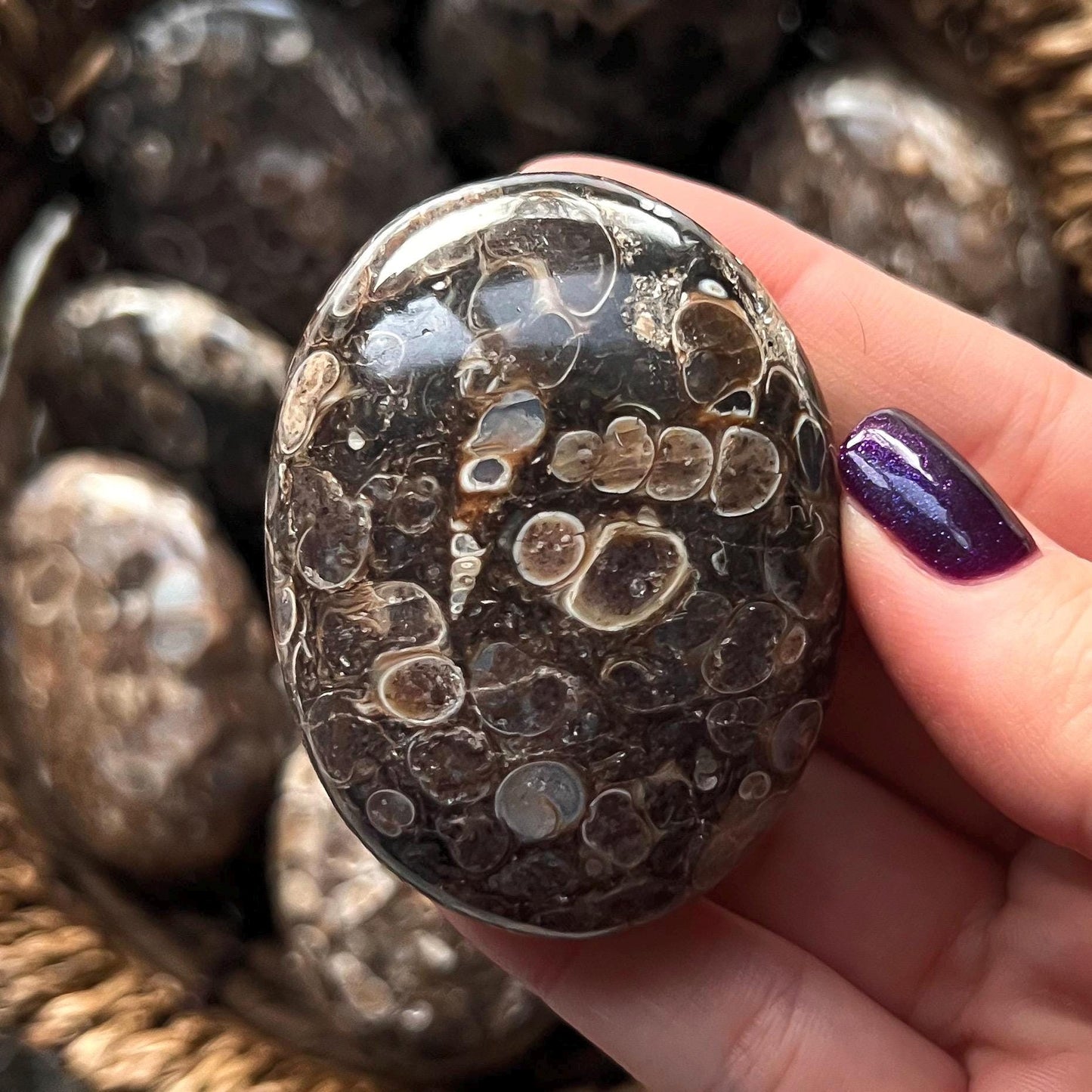 Turritella Agate Palm Stones