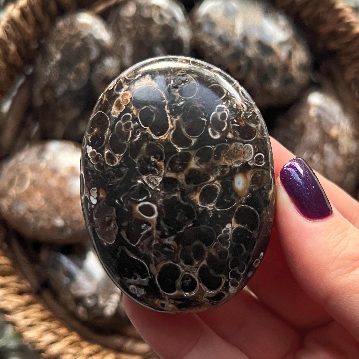 Turritella Agate Palm Stones