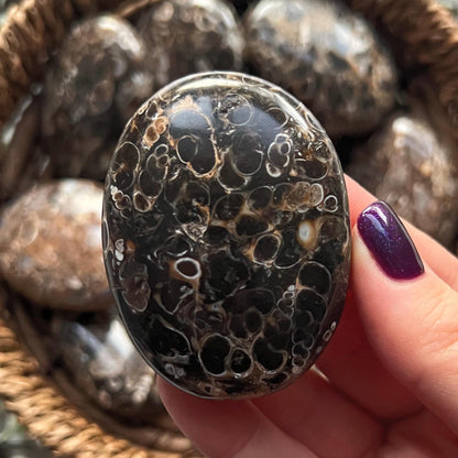 Turritella Agate Palm Stones