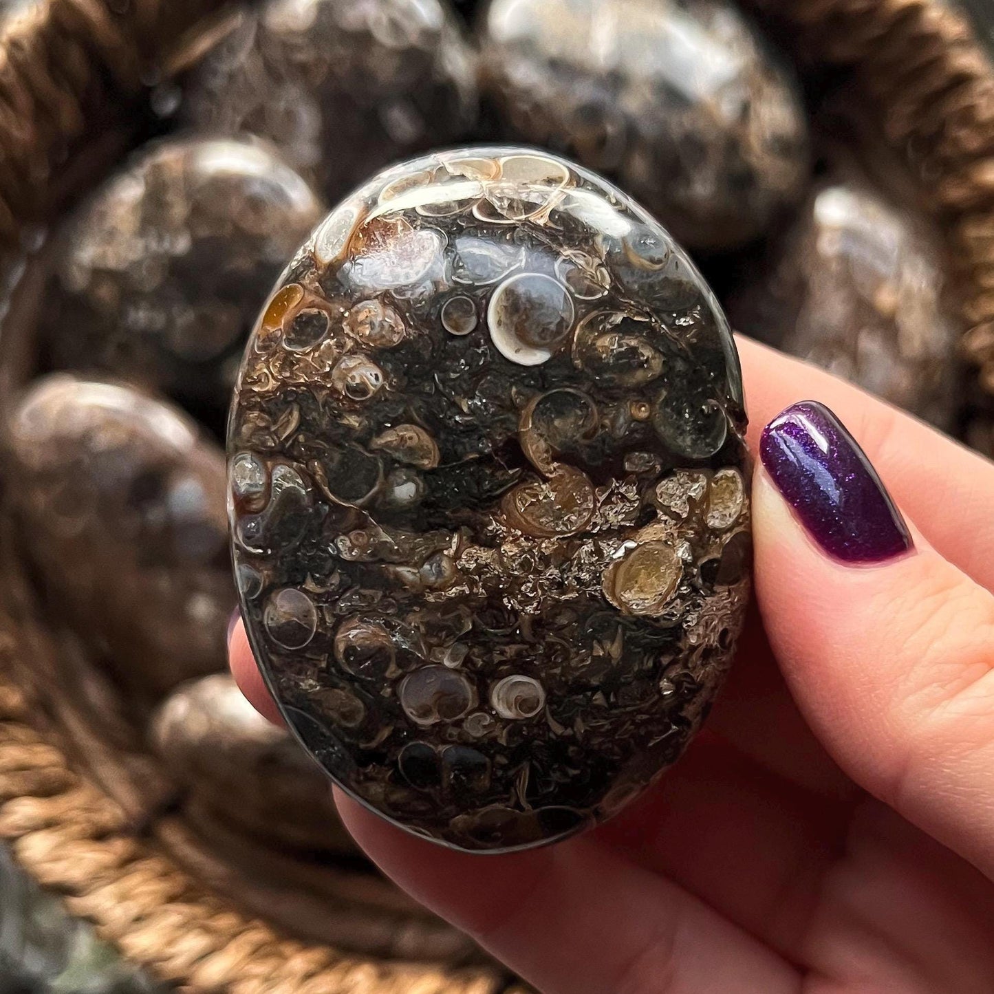 Turritella Agate Palm Stones