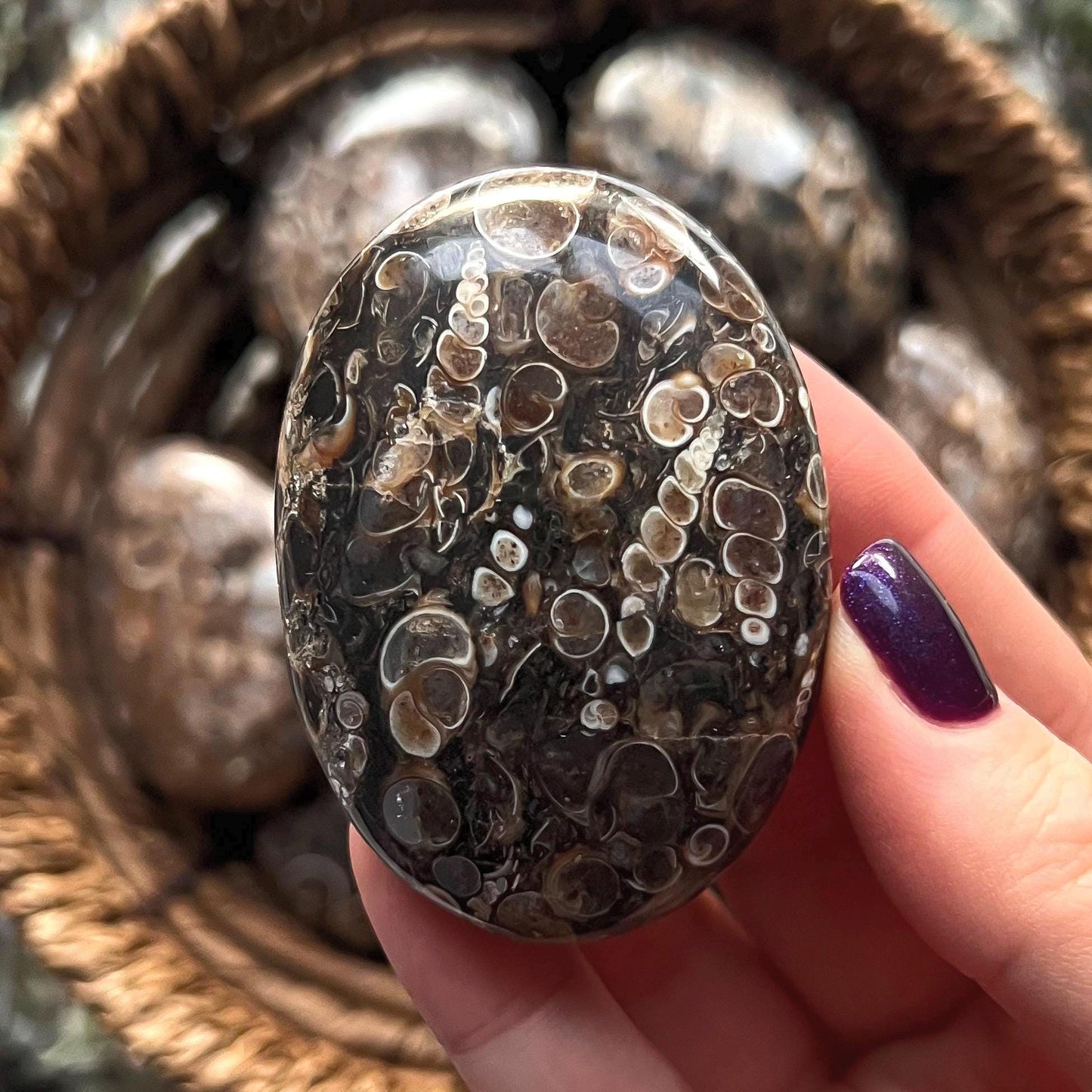 Turritella Agate Palm Stones