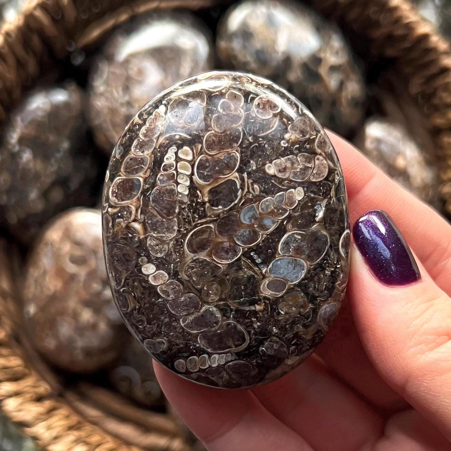 Turritella Agate Palm Stones