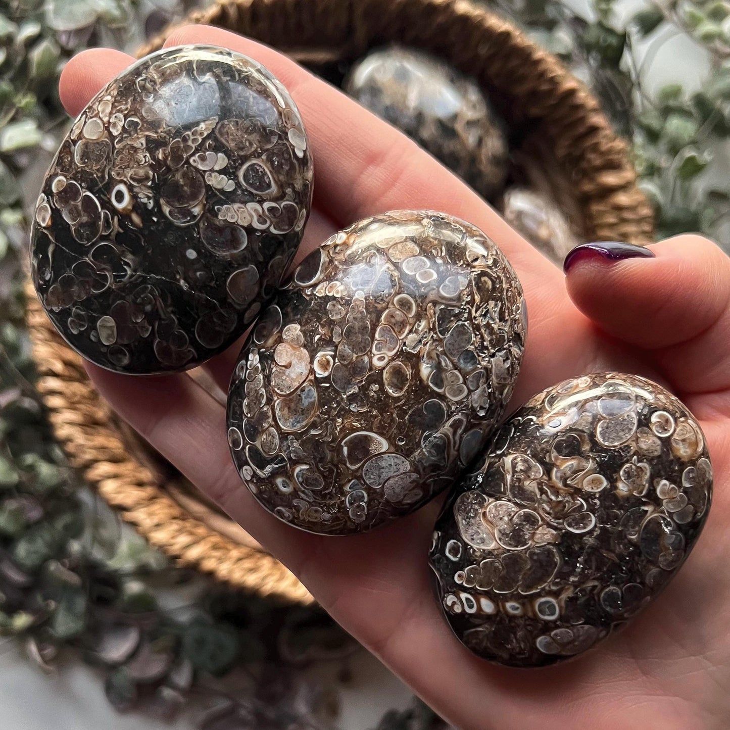 Turritella Agate Palm Stones