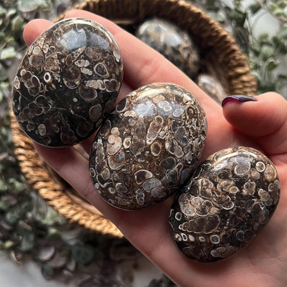 Turritella Agate Palm Stones