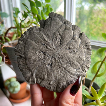 Pyrite Sun