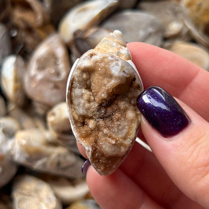 Druzy Fossil Sea Shells