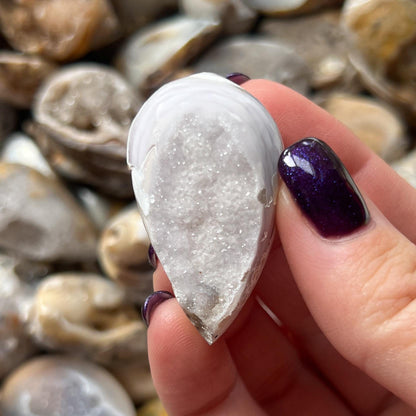 Druzy Fossil Sea Shells