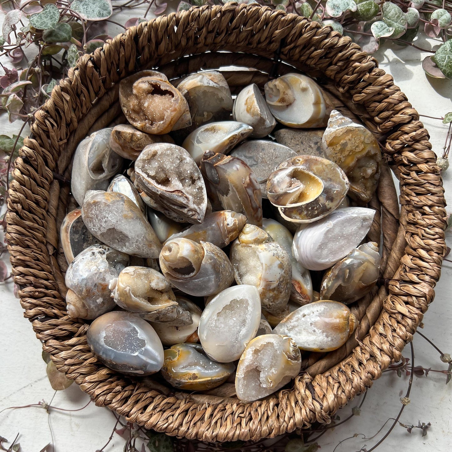 Druzy Fossil Sea Shells