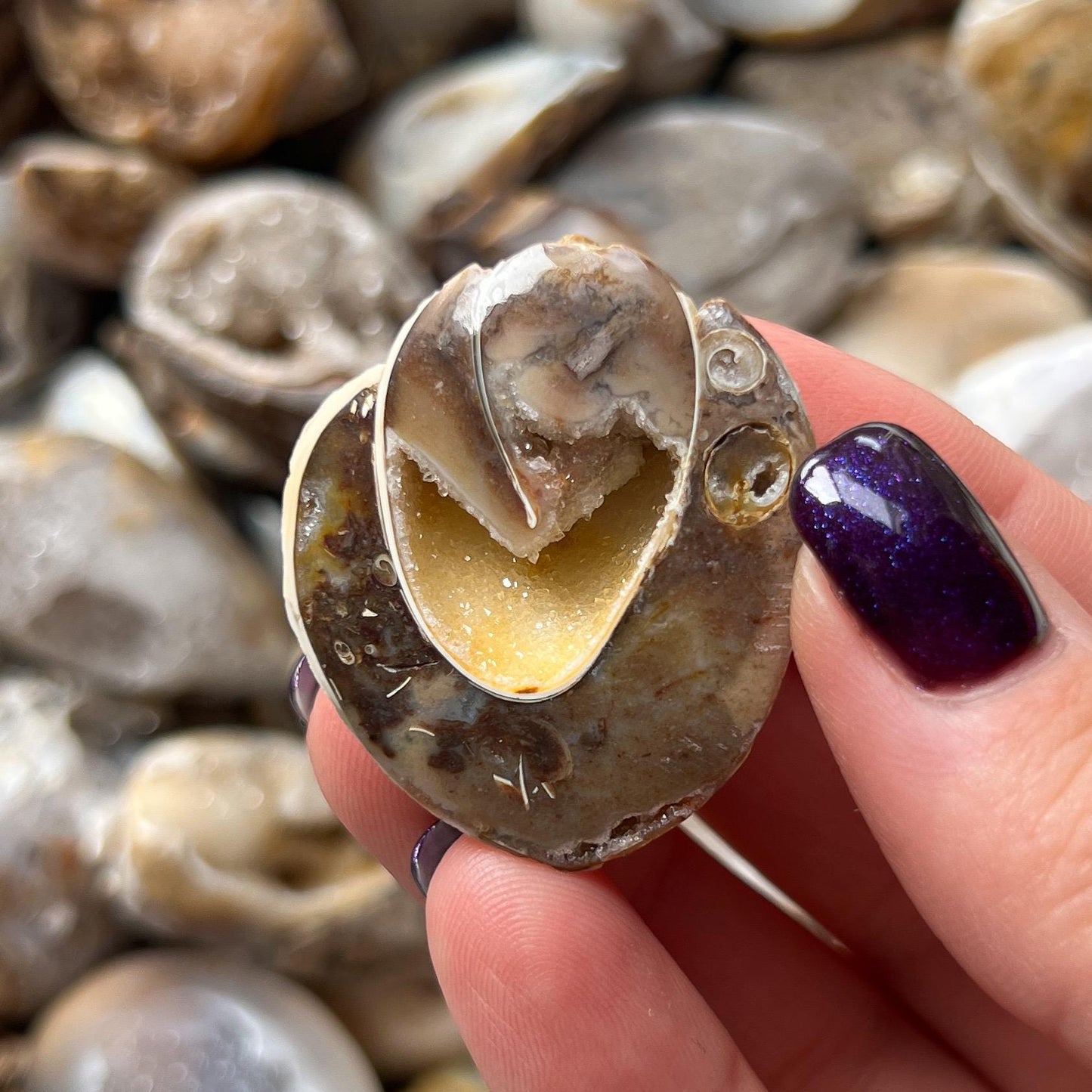 Druzy Fossil Sea Shells