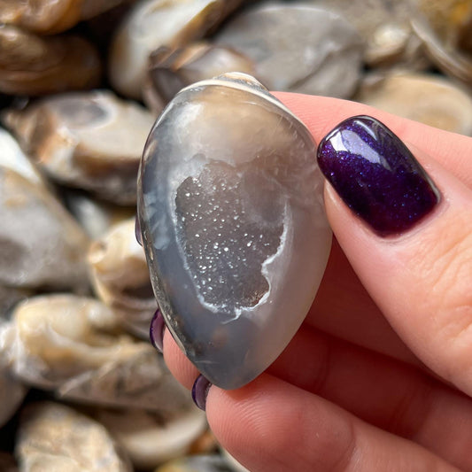 Druzy Fossil Sea Shells