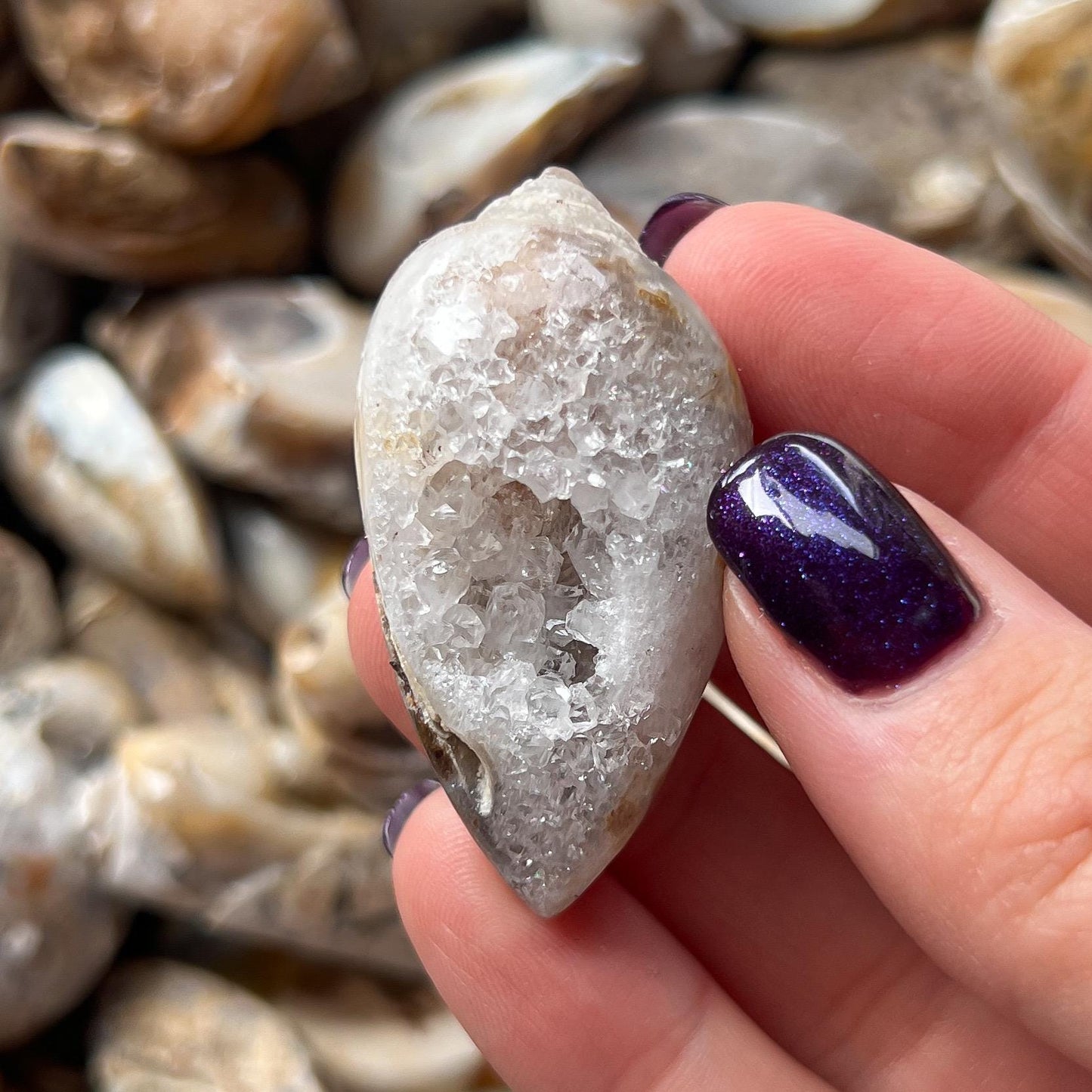 Druzy Fossil Sea Shells