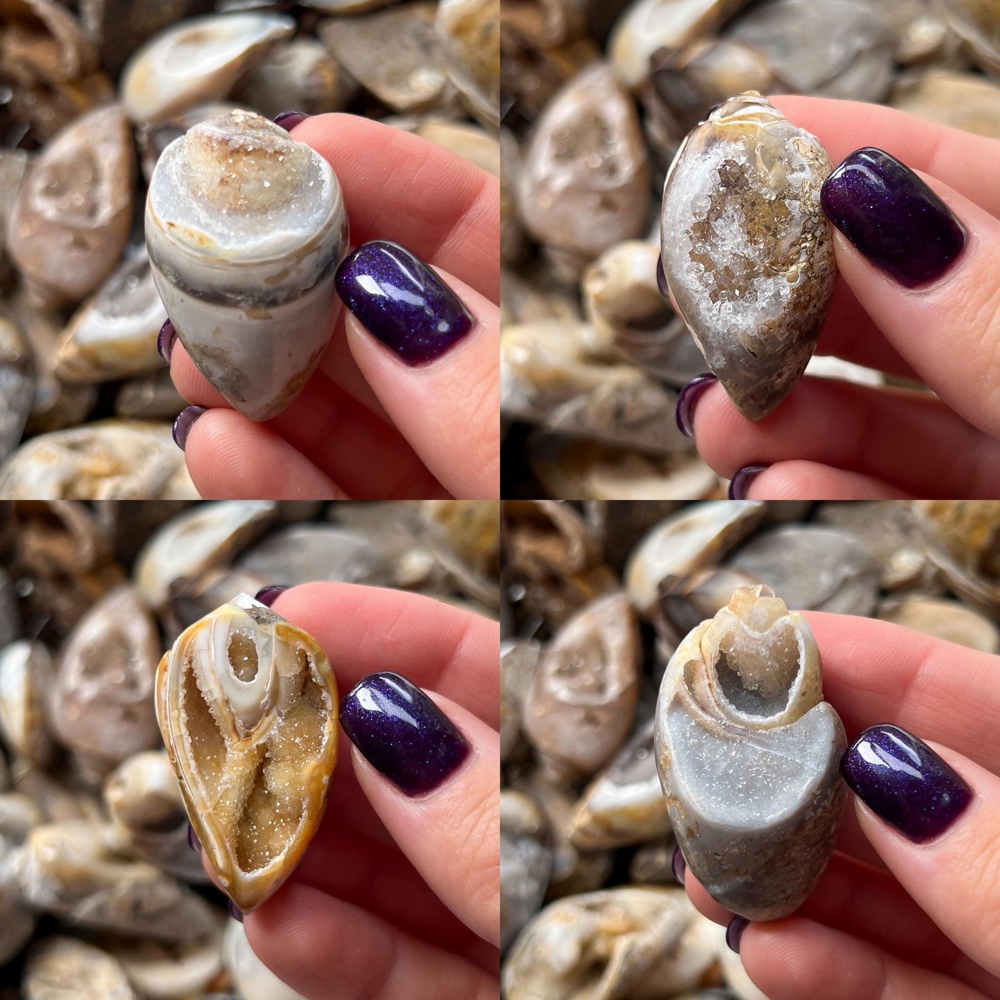 Druzy Fossil Sea Shells