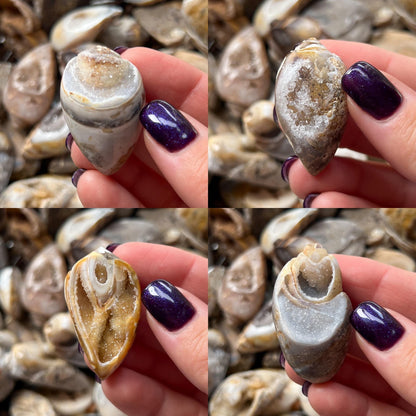 Druzy Fossil Sea Shells