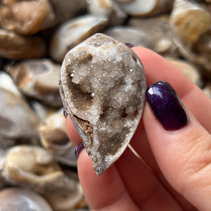 Druzy Fossil Sea Shells