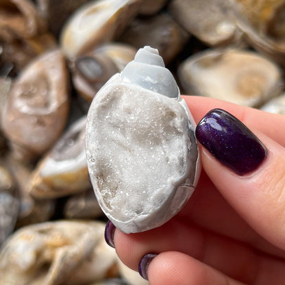 Druzy Fossil Sea Shells
