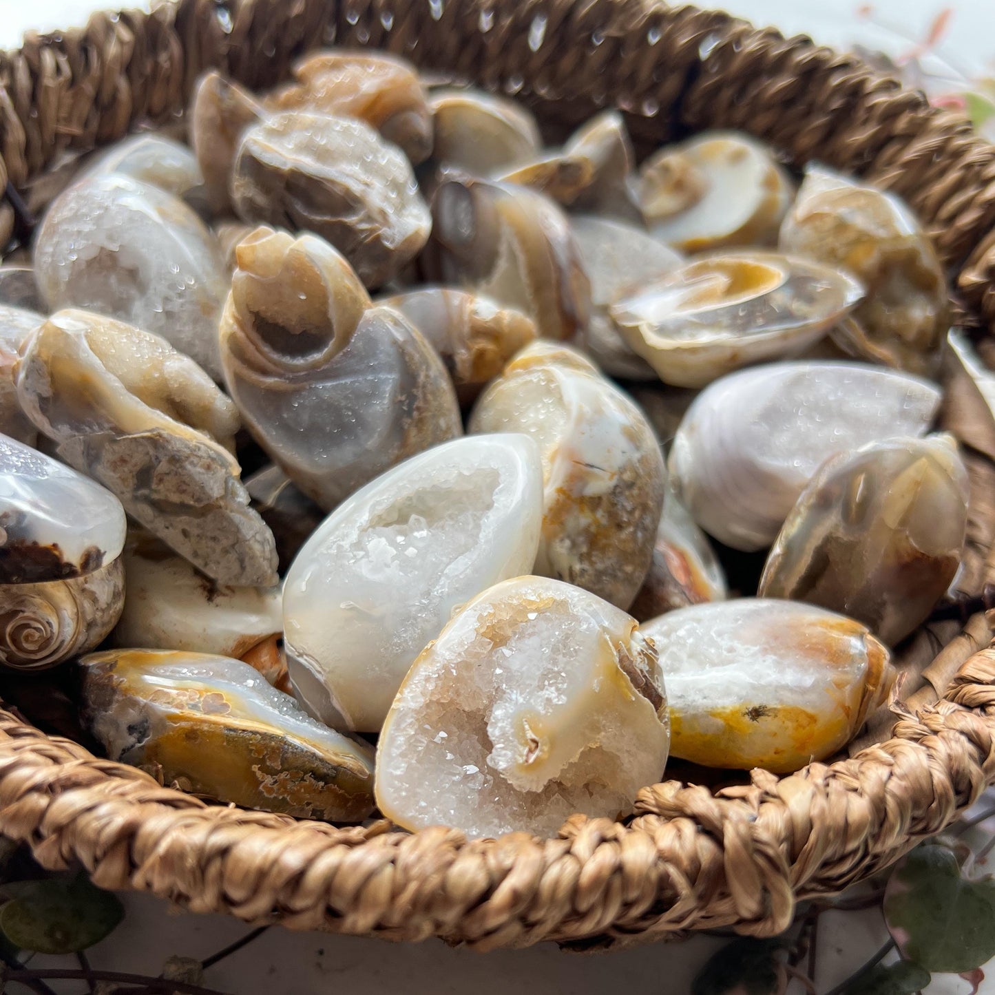 Druzy Fossil Sea Shells