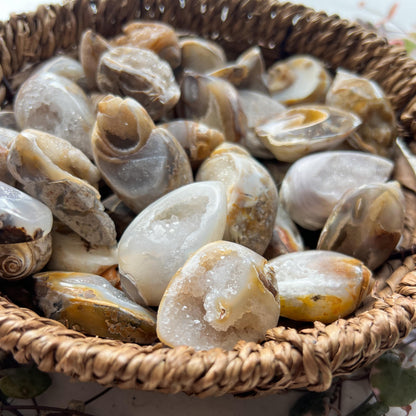 Druzy Fossil Sea Shells