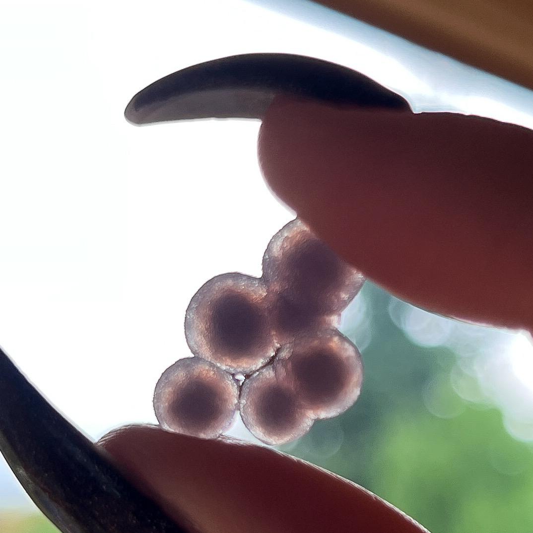 Grape Agate AAA